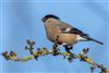 Bullfinch
