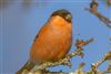 Bullfinch