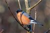 Bullfinch