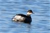 Black-necked Grebe