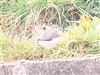 Green Sandpiper