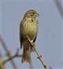 Corn Bunting