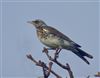 Fieldfare