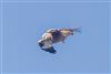 Red Kite