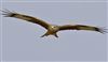 Red Kite
