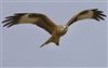Red Kite