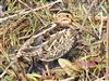 Snipe