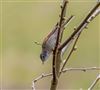 Whitethroat