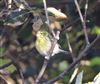 Serin