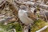 Whitethroat