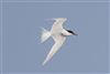 Sandwich Tern