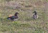 Mandarin Duck