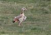 Egyptian Goose