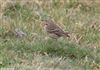 Meadow Pipit