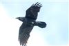 Raven