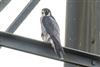 Peregrine