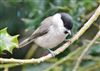 Marsh Tit