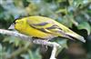 Siskin