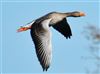 Greylag Goose