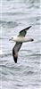 Fulmar