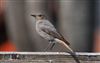 Black Redstart