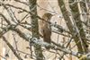 Grasshopper Warbler