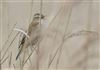 Sedge Warbler