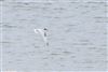 Little Tern