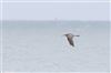 Whimbrel