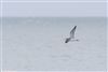 Whimbrel
