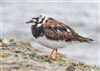 Turnstone