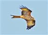 Red Kite