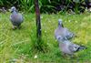 Stock Dove