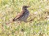 Meadow Pipit