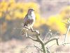 Buzzard