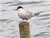 Common Tern