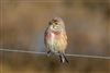 Linnet