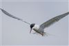 Common Tern
