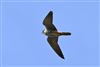 Hobby