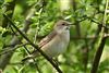 Garden Warbler