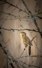 Grasshopper Warbler