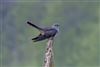 Cuckoo