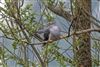 Cuckoo