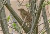Grasshopper Warbler
