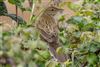 Grasshopper Warbler