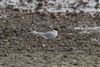 Arctic Tern