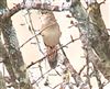 Grasshopper Warbler
