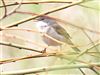 Whitethroat