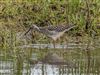 Wood Sandpiper