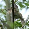 Garden Warbler